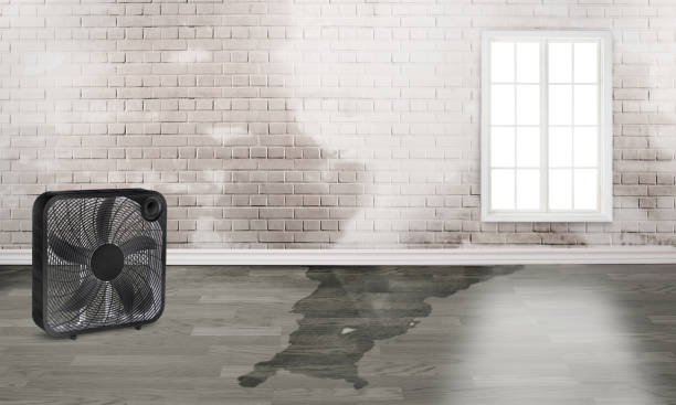 Best Water damage contractors near me  in Lexington, WA