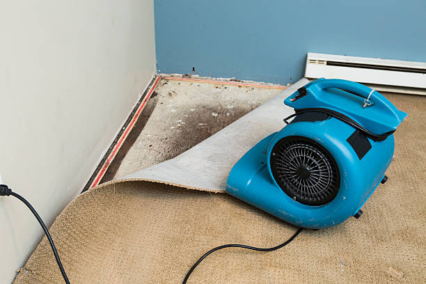 Best Water damage repair service  in Lexington, WA
